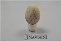 藏品(七島鶇卵)的圖片